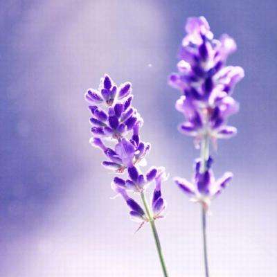 金沙澳门场娱网址