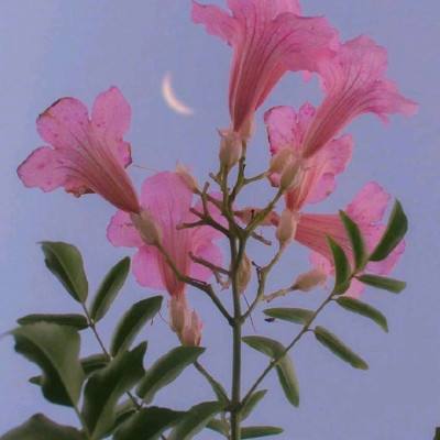 九游会演示计划